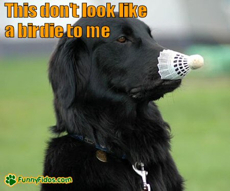 Dog with badminton birdie on nose