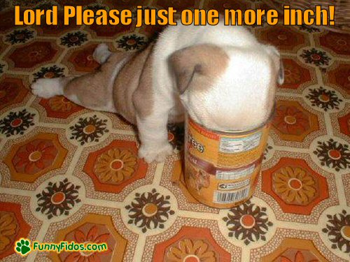 Puppy with head in can wishing for one more inch