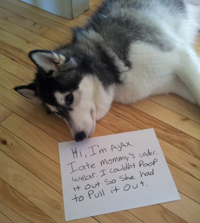 Funny Dog Shame