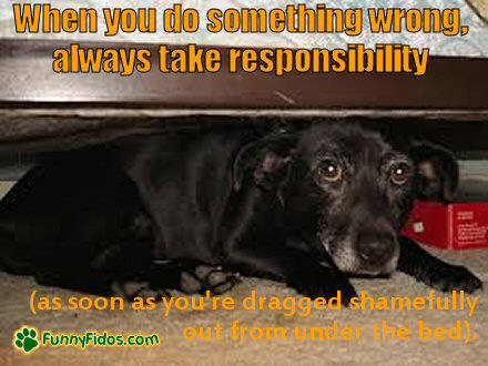 dog hiding under bed