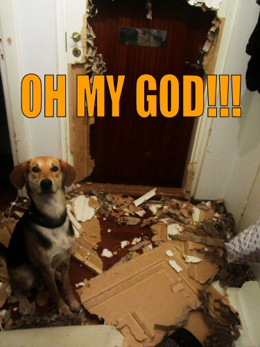 Dog standing in front of a door he destroyed 