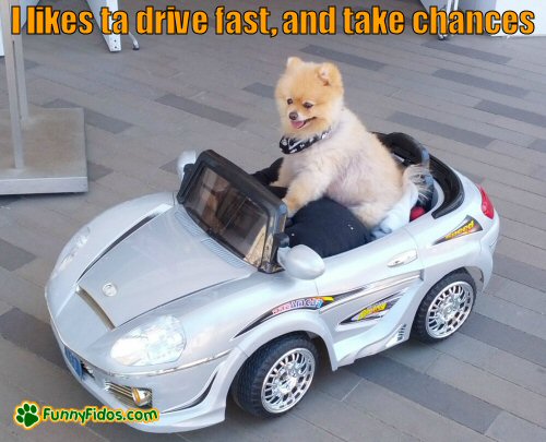 cute dog driving toy car