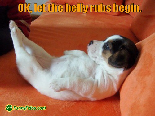 cute puppy on back waiting for belly rubs