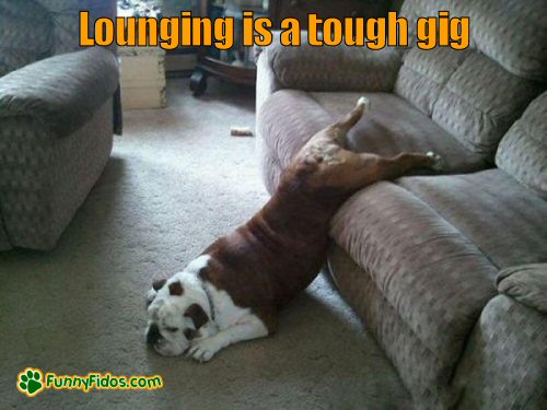 Lazy Bulldog lounging on couch