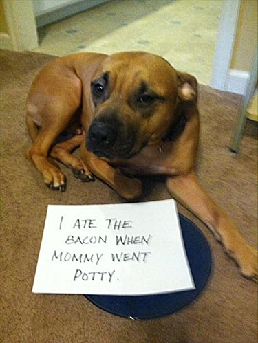 dog shame