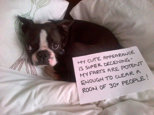 dog shame stinky farts