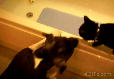 dog pusches cat into bath water