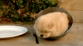 cute puppy stuff in food bowl