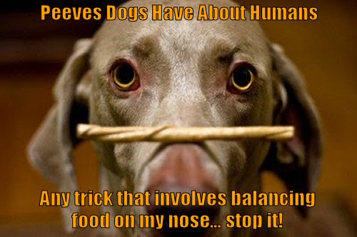 dog balancing a treat on his nose