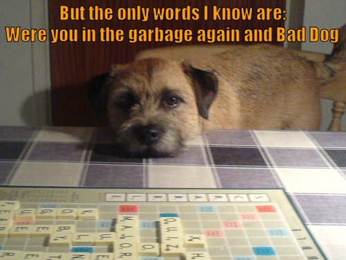 dog playing scrabble