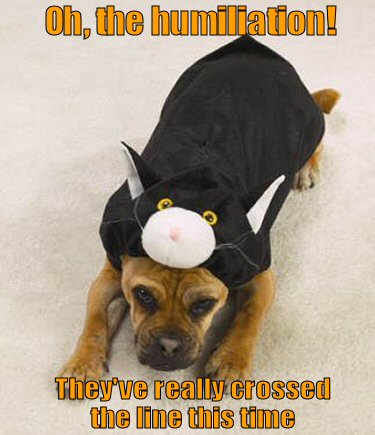 dog dressed in a cat costume