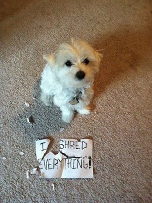 dog getting shamed