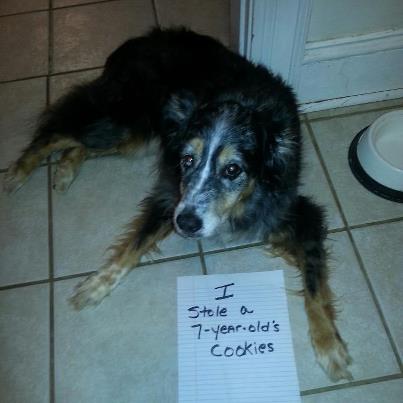 dog stole a 7 year olds cookies