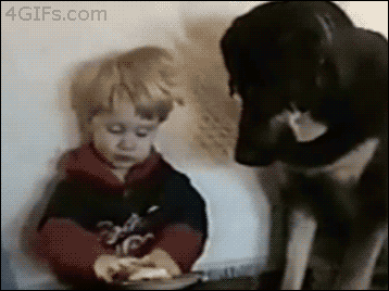 dog steals little boys sandwich