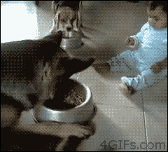 baby and dog want the same food bowl