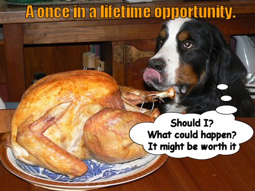Dog contemplating eating the turkey off table