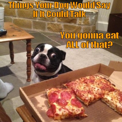 dog staring at pizza