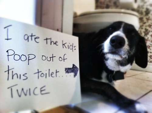dog shame dog ate poop out of toilet