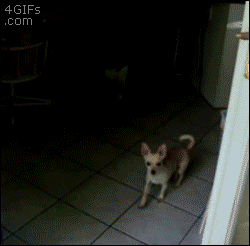 dog not sure if there is glass in doorway
