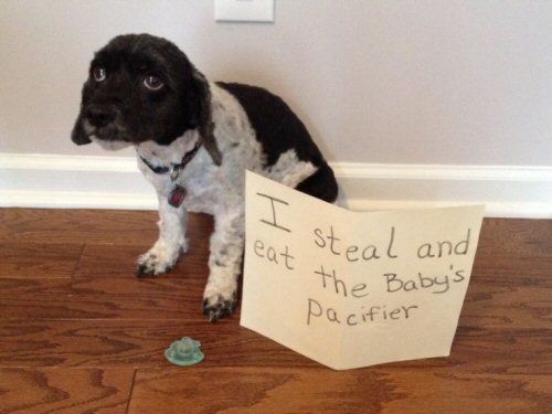 guilty dog stole baby's pacifier