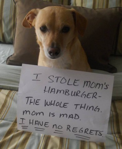 dog stole mom's hamburger