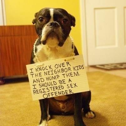 Funny-dog-shame-knock-over-kids