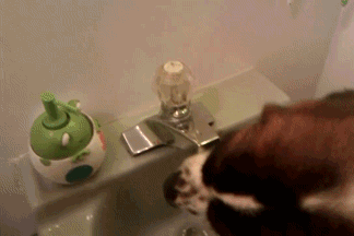 smart dog drinking from faucet