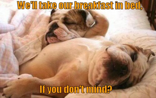 Bulldogs wanting breakfast in bed