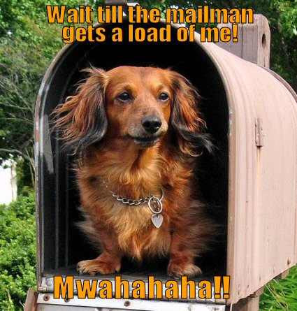 Dog inside mailbox
