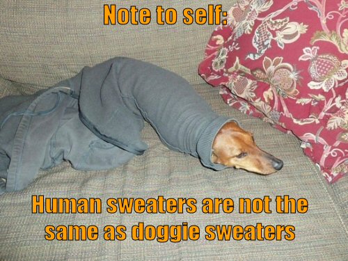 dog stuck in sweater