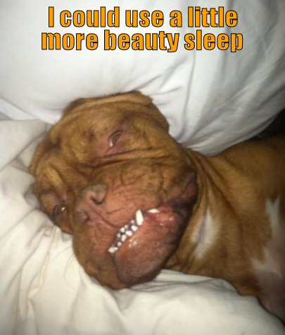 funny-dog-picture-more-beauty-sleep.jpg