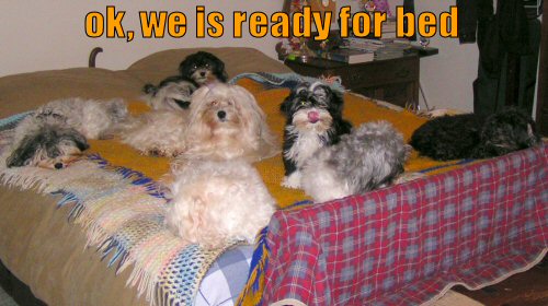 Dog hogging the bed