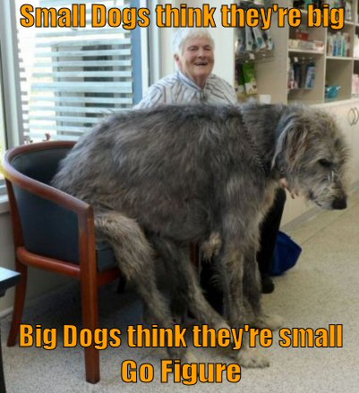 Very Big Dog trying to sit on chair