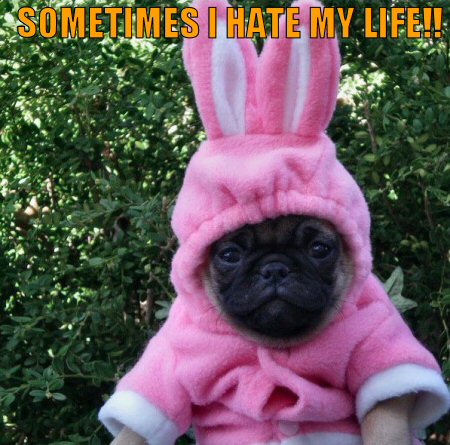 Pug in a pink bunny outfit