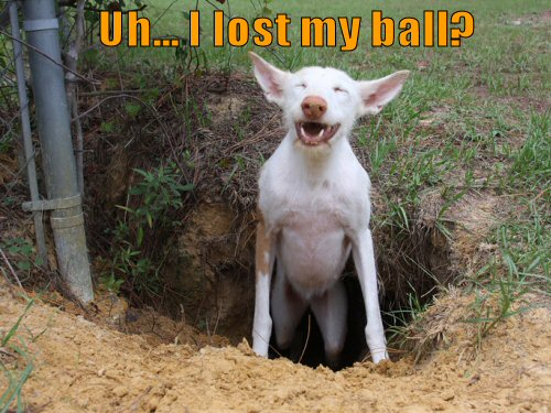 Dog digging a very large hole