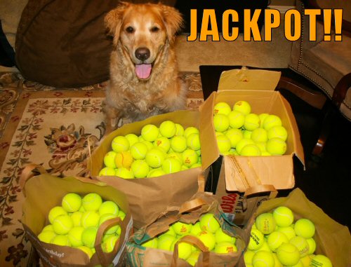 Dog hits tennis ball jackpot