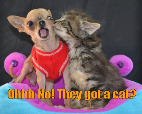 kitten kissing a Chihuahua