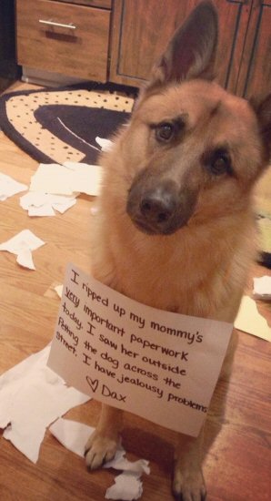 dog getting shamed