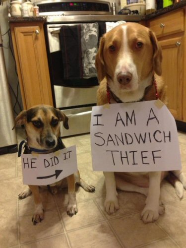 dog shame sandwich thief