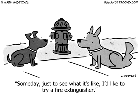 two dog talking at a fire hydrant