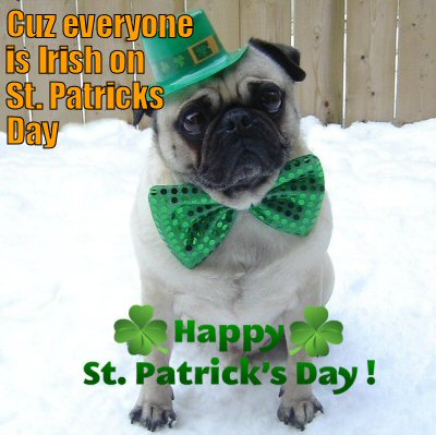 Pug dressed for St. Patrick's Day