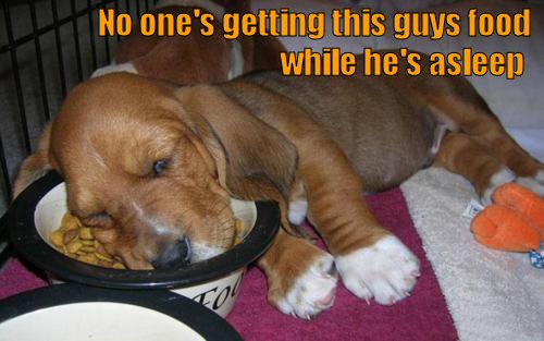 puppy sleeping in ffo bowl