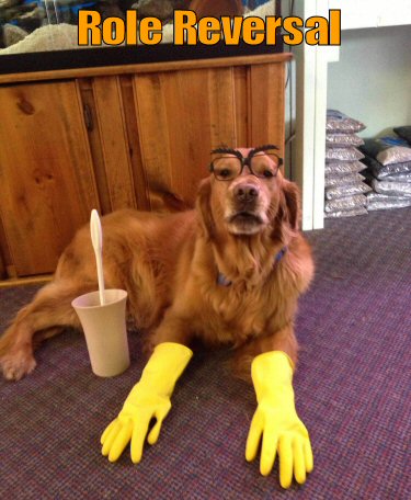 dog with cleaning gloves on