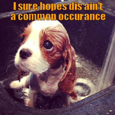 Cute puppy getting a bath looking very sad