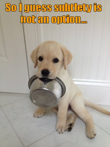 Cute puppy holding food dish in mouth