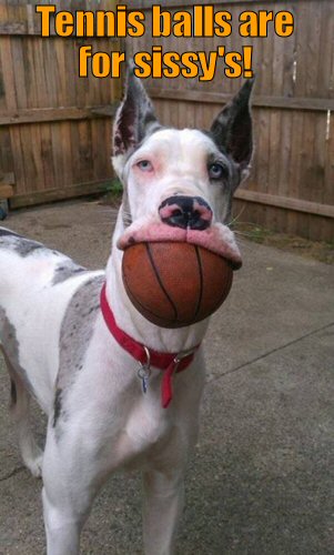 Big dog with a big ball