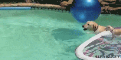 Puppy getting a free ride in the pool
