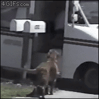 dog runnung to mail truck to get mail