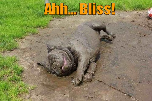 Bulldog lying in mud