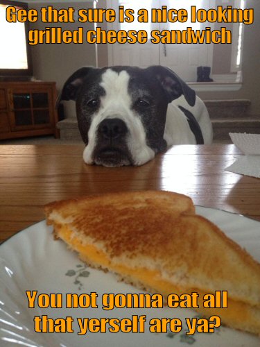 Dog staring at a grilled cheese sandwich